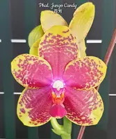 Phal. Jungo Candy — Blooming size