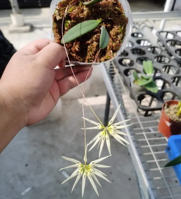 Bulbophyllum othonis (Bulbophyllum)