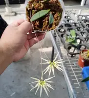 Bulbophyllum othonis