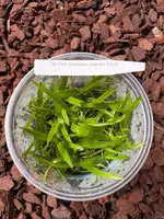 FLASK Aeranthes virginalis