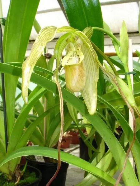 Phragmipedium longifolium X wallisii