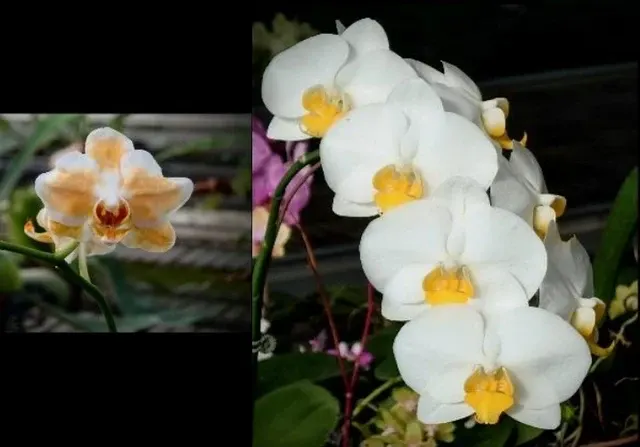 Phalaenopsis I-Hsin Moon Ice X Pearl Gem 'Flava'