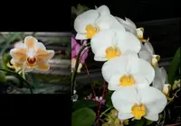 Phalaenopsis I-Hsin Moon Ice x Pearl Gem 'flava'