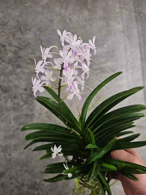 Vanda Lou Sneary 'Pink'