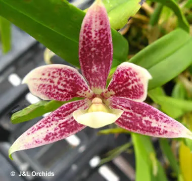 Encyclia garciana (Encyclia)