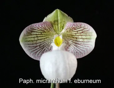 Paphiopedilum micranthum (Paphiopedilum)