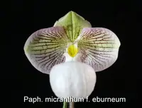 Paph. micranthum f. eburneum (Guangxi) (PASME)