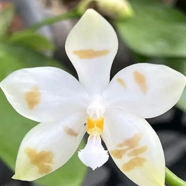 Phalaenopsis Micholitzii × Speciosa 'Black Coffee'
