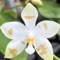 Phalaenopsis Micholitzii x Speciosa 'Black Coffee'