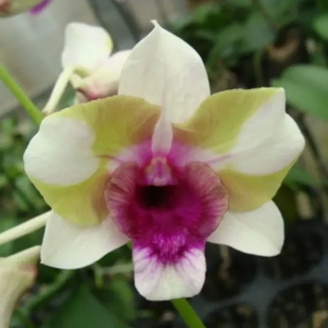 Dendrobium Baby Happy Holidays (Dendrobium)