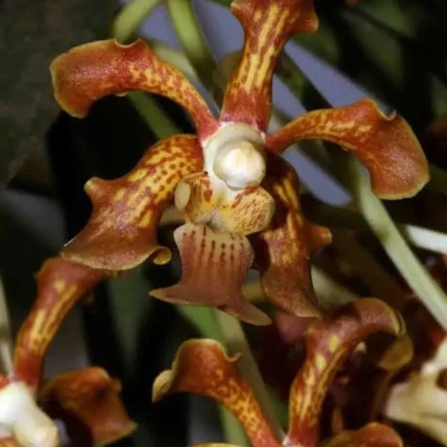 Vanda concolor (Vanda)