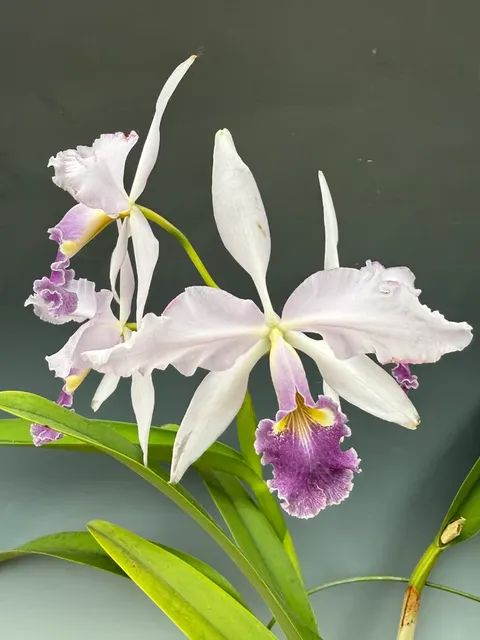 Cattleya warscewiczii '#1' (Cattleya)