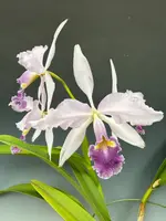 Cattleya warscewiczii coerulea '#1' - Individual Listing ('Angarita' x self)