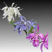 Cattleya maxima (alba x coerulea) x self