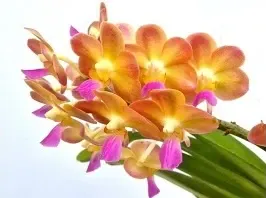 Vanda perreiraara varachayo