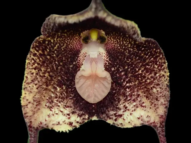 Dracula orientalis (Dracula)