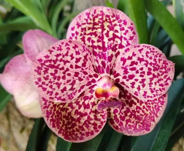 Vanda Kulwadee Red 51 (Vanda)