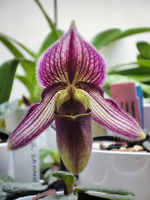 Paphiopedilum Hanoi Fairy EO293 (Paphiopedilum)