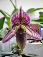 Paphiopedilum Hanoi Fairy (fairrieanum x rungsuriyanum #3) EO293