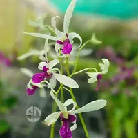 Dendrobium Orchid Meesangnil #2 - Seedling