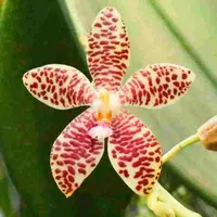Phal. gigantea X Phal. cornu-cervi Red
