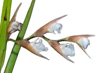 Elleanthus graminifolius