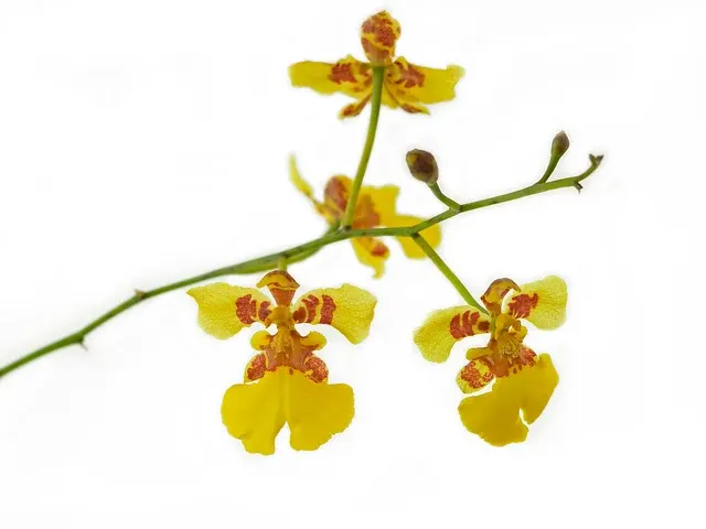 Oncidium cajamarcae (Oncidium)