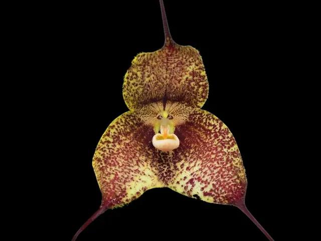 Dracula chiroptera 'Uzhupud' (Dracula)
