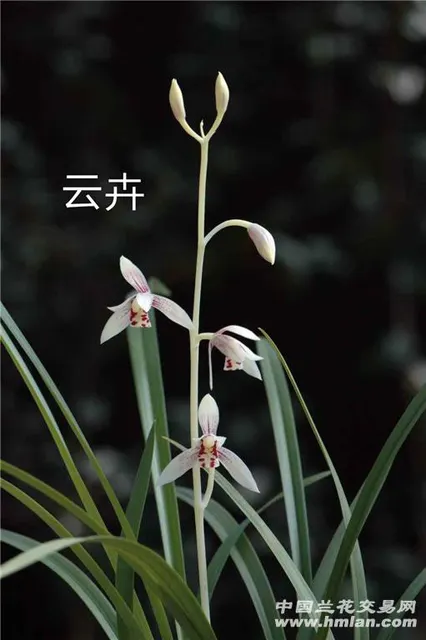 Cymbidium ensifolium 'YunHui' (Cymbidium)