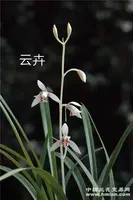 Cym. ensifolium 'YunHui' (CYME26) ( - - ensifolium )