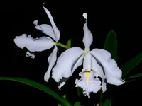 Cattleya maxima f. coerulea Ecua 0168 x 'Gigi Dream'