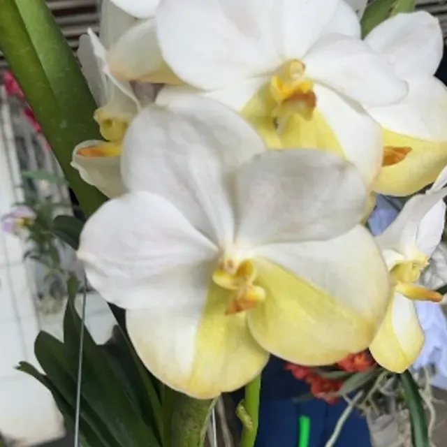Vanda Ranu Gold x Nopporn Gold