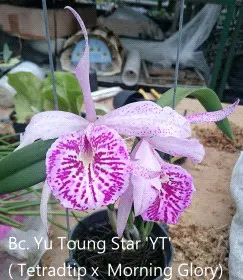 Brassocattleya Yu Toung Star 'YT' (Brassocattleya)