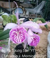 Bc. Yu Toung Star 'YT' (Tetradip x Morning Glory) (MYTS) (Hybrid) Bc.=Brassocattleya