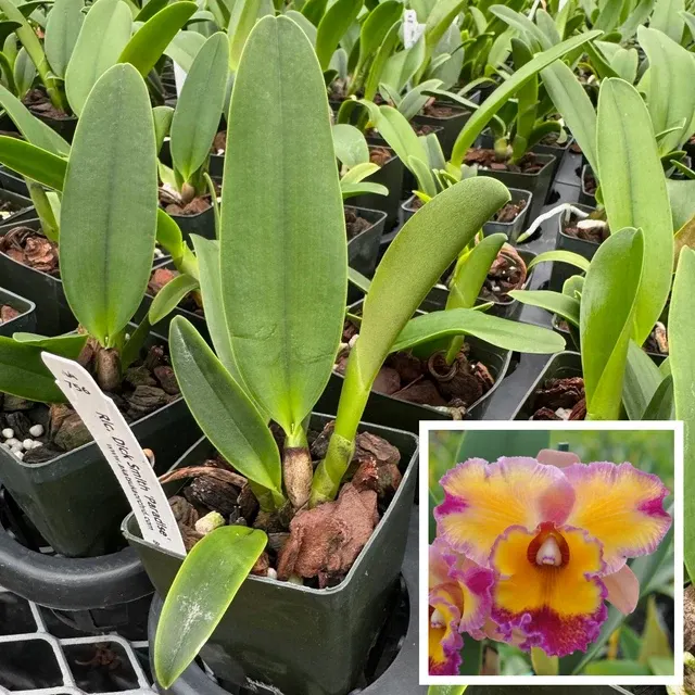 Rhyncholaeliocattleya Dick Smith 'Paradise' (Rhyncholaeliocattleya)