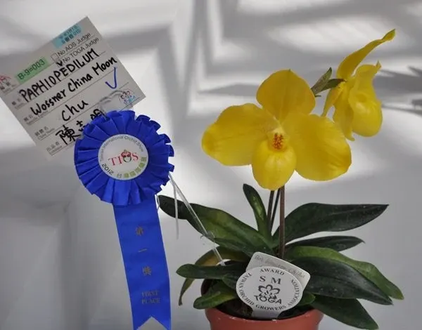 Paphiopedilum armeniacum x (Paphiopedilum)