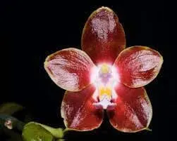 Phalaenopsis venosa var 'Red'