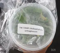 FLASK Bulbophyllum orthoglossum