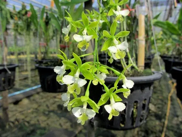 Epidendrum stamfordianum 'alba'
