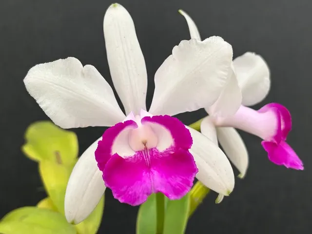 Cattleya intermedia orlata (Cattleya)