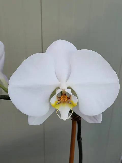 Phalaenopsis Sogo Yukidian 'V3 White Dream'
