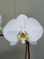 Phal. Sogo Yukidian 'V3 White Dream'