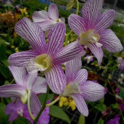 Dendrobium Aridang Green x Burana Stripe