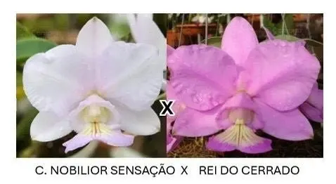 Cattleya nobilior