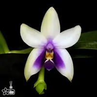 [Bare-root][AS-IS] #PA# Phal. bellina f. coerulea 藍貝利娜 [2.4" BS][Sept in stock 26]