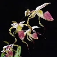 Paphiopedilium stonei