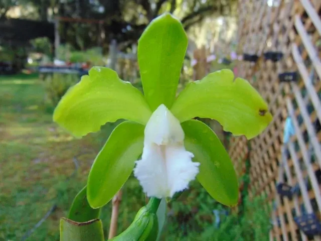 Cattleya bicolor var. alba (Cattleya)