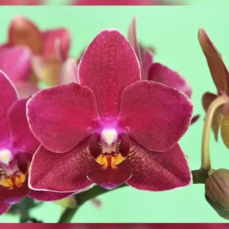 Phalaenopsis Younghome Lucky (Phalaenopsis)