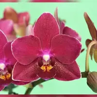Phalaenopsis Younghome Lucky 2.5" Fragrant