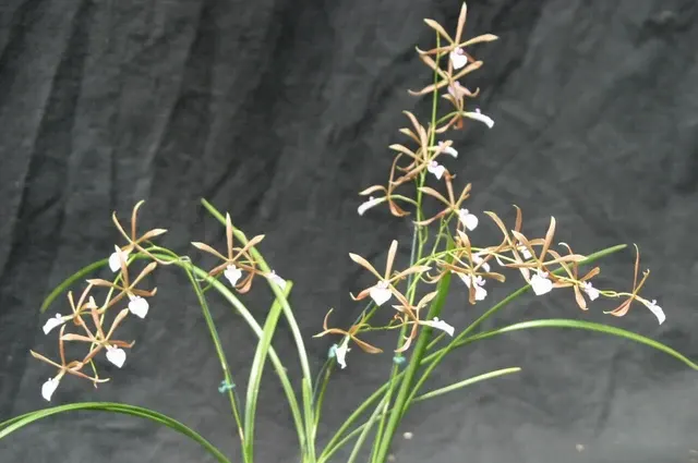 Encyclia bractescens (Encyclia)